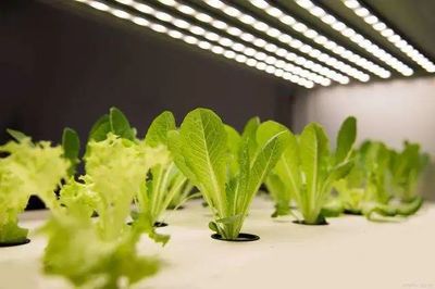 【聚焦新賽道】&ldquo;植物工廠&rdquo;在未來(lái)將成為中國(guó)農(nóng)業(yè)的新形態(tài)
